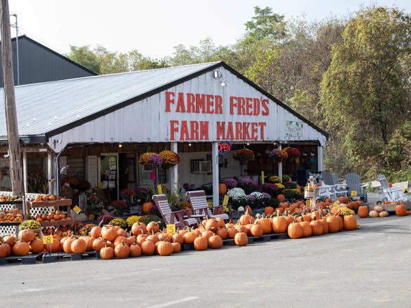 Laceys Pumpkin Carving Content
